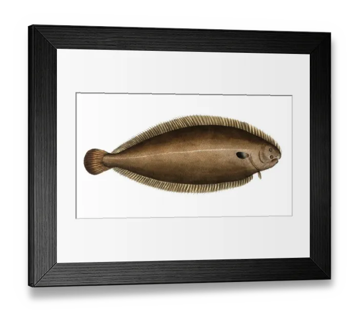 Framed Print : Fish, fishes, genus of right-eye flounders, Pleuronectes solea, the tongue, sole, The Sole, Historical, digitally restored reproduction from a 19th century original, Record date not stated Framed Print : Fish, fishes, genus of right-eye flounders, Pleuronectes solea, the tongue, sole, The Sole, Historical, digitally restored reproduction from a 19th century original, Record date not stated