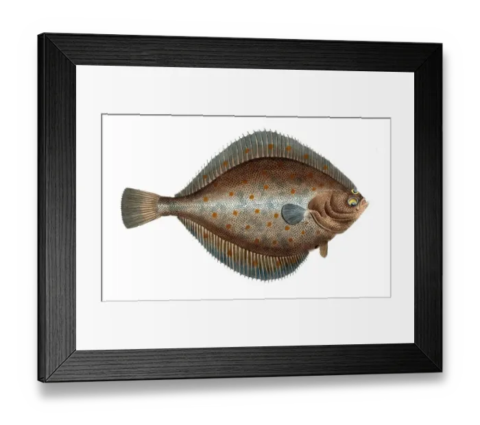 Framed Print : Fish, Fish, Genus of right-eye flounders, Pleuronectes platessa, Historical, digitally restored reproduction from a 19th century original, Record date not stated Framed Print : Fish, Fish, Genus of right-eye flounders, Pleuronectes platessa, Historical, digitally restored reproduction from a 19th century original, Record date not stated