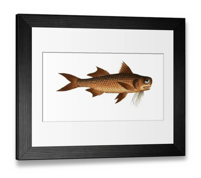 Framed Print : Fish, Fish, genus of threadfins, Polynemus decadactylus, the Flat-Nose, Historical, digitally restored reproduction from a 19th century original, Record date not stated Framed Print : Fish, Fish, genus of threadfins, Polynemus decadactylus, the Flat-Nose, Historical, digitally restored reproduction from a 19th century original, Record date not stated