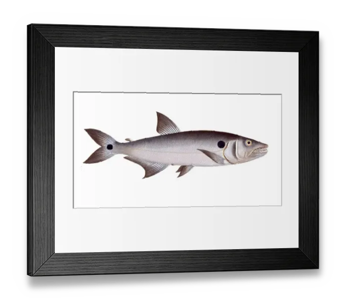 Framed Print : Fish, Fish, Salmon family, Salmo falcatus, Historical, digitally restored reproduction from a 19th century original, Record date not stated