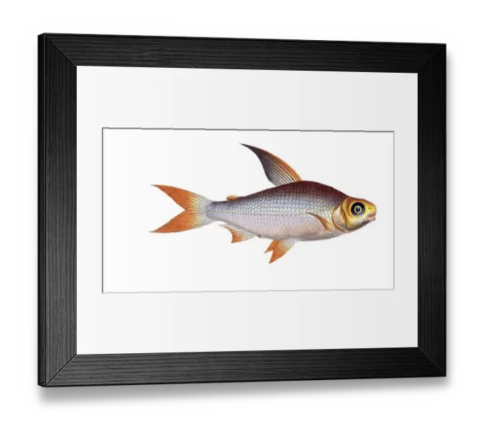 Framed Print : Fish, Fishes, Salmon family, Salmo edentulus, the toothless salmon, Salmon, Historical, digitally restored reproduction from a 19th century original, Record date not stated Framed Print : Fish, Fishes, Salmon family, Salmo edentulus, the toothless salmon, Salmon, Historical, digitally restored reproduction from a 19th century original, Record date not stated