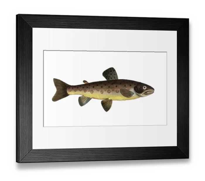 Framed Print : Fish, Fish, Salmon family, Salmo fario, Rock trout, Forest trout, Historical, digitally restored reproduction from a 19th century original, Record date not stated Framed Print : Fish, Fish, Salmon family, Salmo fario, Rock trout, Forest trout, Historical, digitally restored reproduction from a 19th century original, Record date not stated
