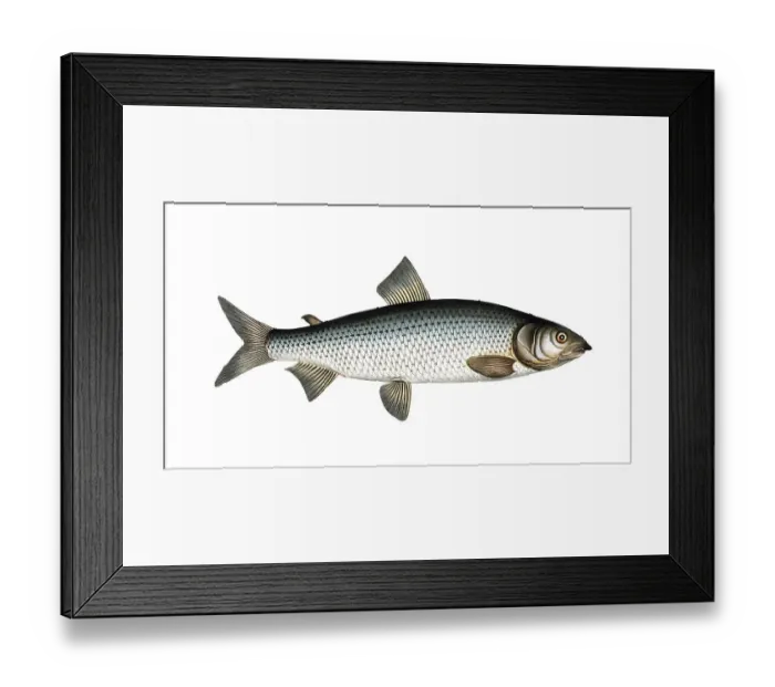 Framed Print : Fish, Fish, Salmon family, Salmo lavaretus, Houting, Atlantic salmon, Atlantic salmon family, Salmon, Gwiniad, Historical, digitally restored reproduction from a 19th century original, Record date not stated