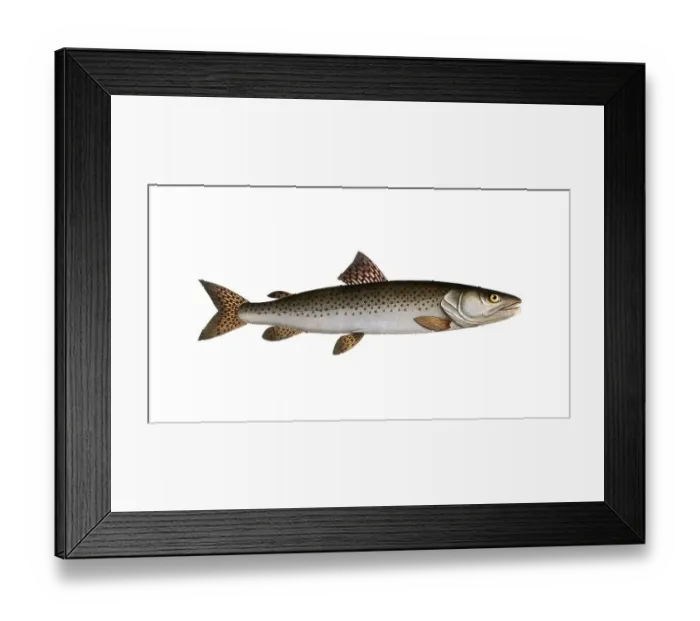 Framed Print : Fish, Fish, Salmon family, Salmo huctio, the Heuch, the River family of salmon fish, Salmon, Historical, digitally restored reproduction from a 19th century original, Record date not stated Framed Print : Fish, Fish, Salmon family, Salmo huctio, the Heuch, the River family of salmon fish, Salmon, Historical, digitally restored reproduction from a 19th century original, Record date not stated