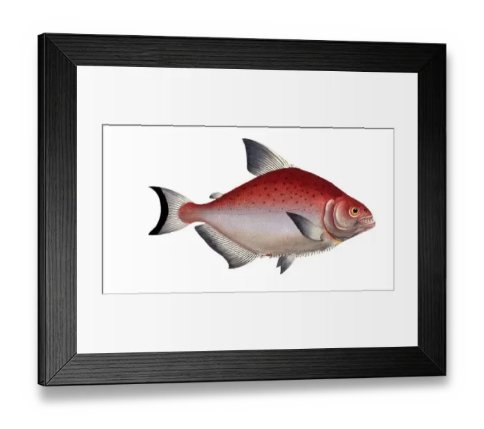 Framed Print : Fish, Fish, Salmon family, Salmo Rhombus, Sawbelly, Salmon species, rhomboidal Salmon family, Salmon, Historical, digitally restored reproduction from a 19th century original, Record date not stated