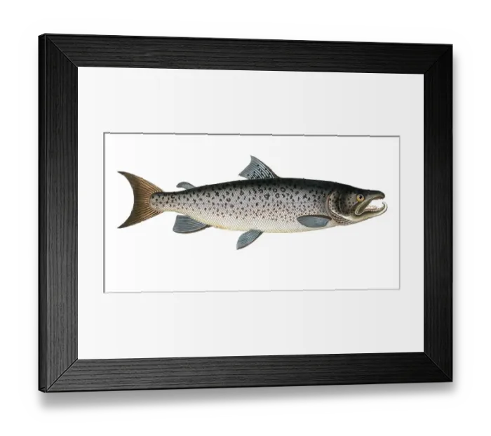 Framed Print : Fish, Fish, Salmon family, Salmo salar, Historical, digitally restored reproduction from a 19th century original, Record date not stated Framed Print : Fish, Fish, Salmon family, Salmo salar, Historical, digitally restored reproduction from a 19th century original, Record date not stated