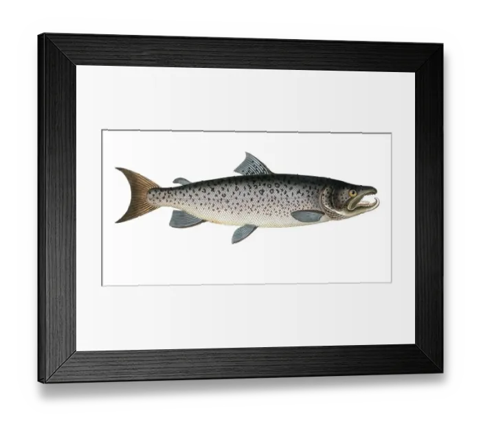 Framed Print : Fish, Fishes, Salmon family, Salmo salar, Hooked salmon, Atlantic salmon, Male salmon family, Salmon, Atlantic salmon family, Historical, digitally restored reproduction from a 19th century original, Record date not stated