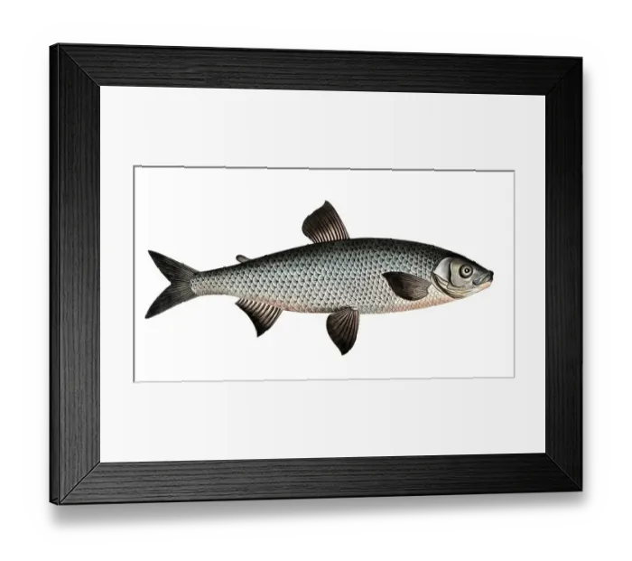 Framed Print : Fish, Fish, Salmon family, Salmo maraena, large whitefish, vendace, cisco, lake herring, Historical, digitally restored reproduction from a 19th century original, Record date not stated