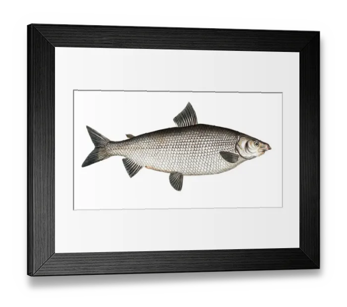Framed Print : Fish, Fish, Salus Thymallus latus, the broad grayling, European grayling, Historical, digitally restored reproduction from a 19th century original, Record date not stated