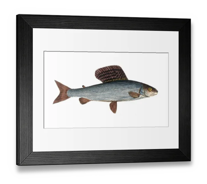 Framed Print : Fish, Fish, Salmon family, Salmo thymallus, the Grayling, Historical, digitally restored reproduction from a 19th century original, Record date not stated Framed Print : Fish, Fish, Salmon family, Salmo thymallus, the Grayling, Historical, digitally restored reproduction from a 19th century original, Record date not stated