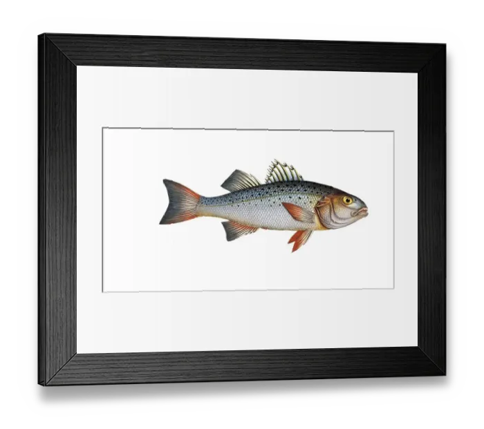 Framed Print : Fish, Fish, Genus of the family of Umberfishes, Sciaena punctata, Morone punctata, punctulated Umber, Historic, digitally restored reproduction from a 19th century original, Record date not stated