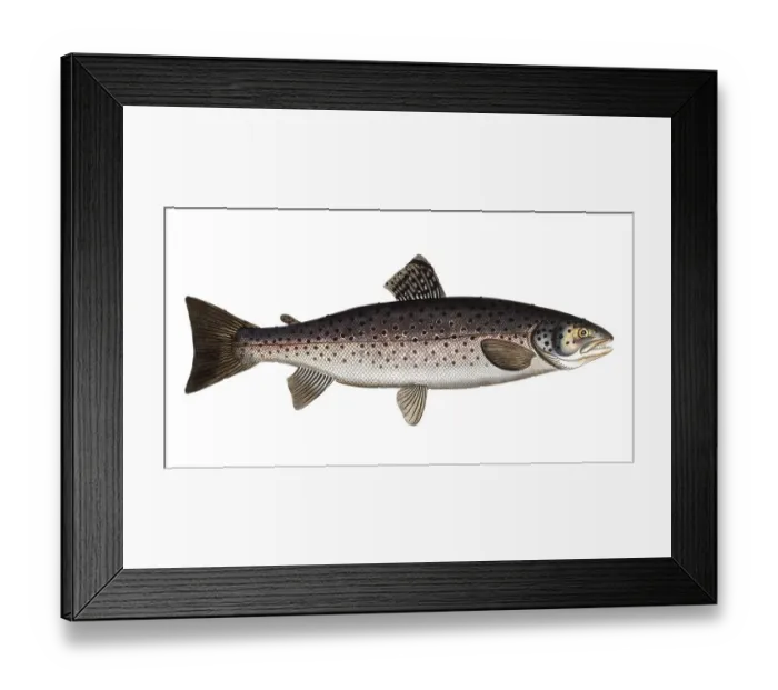 Framed Print : Fish, Fish, Salmon family, Salmo trutta, Historical, digitally restored reproduction from a 19th century original, Record date not stated
