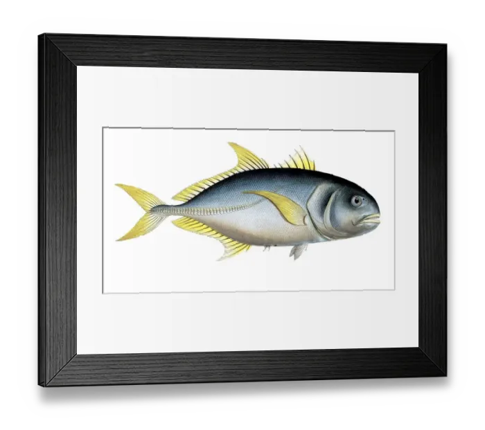 Framed Print : Fish, fishes, group of perch relatives, Scomber carangus, the ear spot, the Carangoe, Historical, digitally restored reproduction from a 19th century original, Record date not stated Framed Print : Fish, fishes, group of perch relatives, Scomber carangus, the ear spot, the Carangoe, Historical, digitally restored reproduction from a 19th century original, Record date not stated