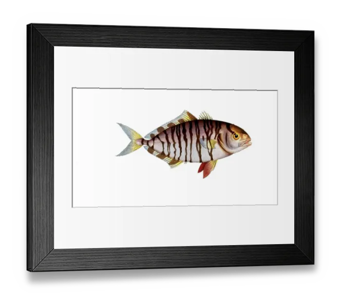 Framed Print : Fish, fishes, group of perch relatives, Scomber fascinatus, the banded mackerel, the streaked Mackrel, Historical, digitally restored reproduction from a 19th century original, Record date not stated Framed Print : Fish, fishes, group of perch relatives, Scomber fascinatus, the banded mackerel, the streaked Mackrel, Historical, digitally restored reproduction from a 19th century original, Record date not stated
