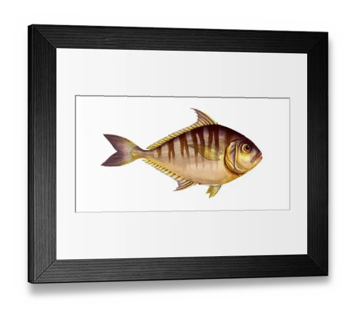 Framed Print : Fish, fishes, group of perch relatives, Scomber edentulus, the toothless mackerel, Historical, digitally restored reproduction from a 19th century original, Record date not stated