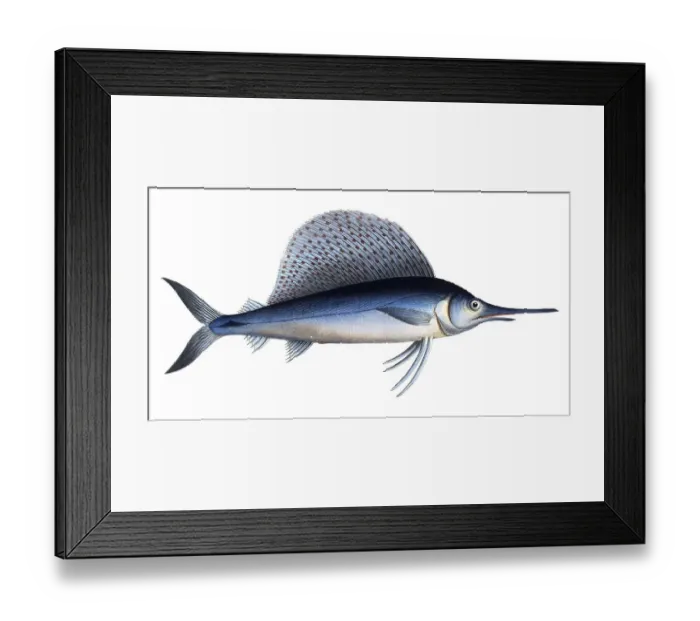 Framed Print : Fish, Fish, Group of perch relatives, Scomber gladius, Historical, digitally restored reproduction from a 19th century original, Record date not stated