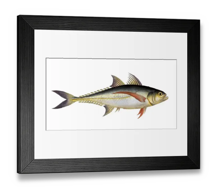 Framed Print : Fish, Fish, Group of perch relatives, Scomber Rottleri, Rottler's mackerel, Historical, digitally restored reproduction from a 19th century original, Record date not stated