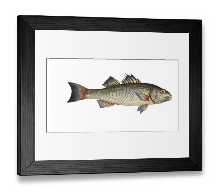 Framed Print : Fish, fish, genus of the umber family, Sciaena diacantha, the two spined umber, Historical, digitally restored reproduction from a 19th century original, Record date not stated Framed Print : Fish, fish, genus of the umber family, Sciaena diacantha, the two spined umber, Historical, digitally restored reproduction from a 19th century original, Record date not stated