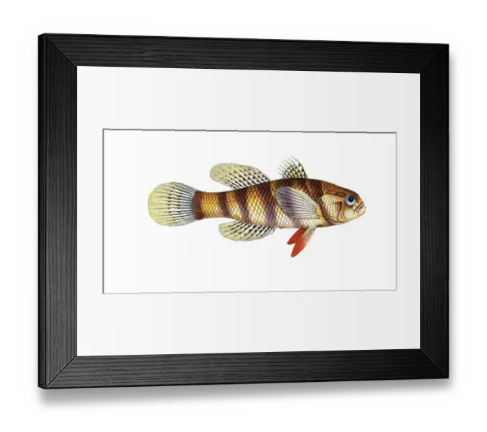 Framed Print : Fish, fish, genus of the family of umber fish, Sciaena macrolpidota, Ophiocara macrolepidota, great scaled umber, Historic, digitally restored reproduction from a 19th century original, Record date not stated