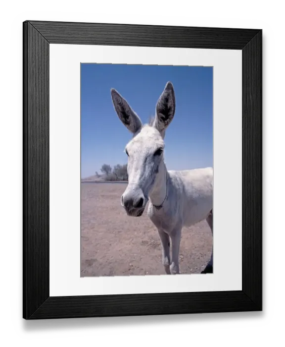 Framed Print : Donkey, Ababda oasis, Arabian desert, Egypt, September 1989, vintage, retro, old, historical, Africa
