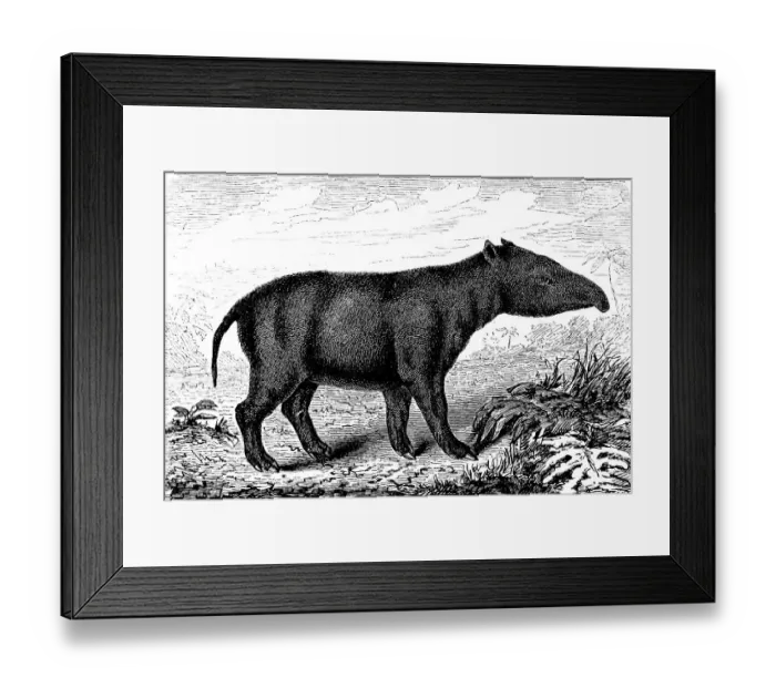 Framed Print : Side view of extinct Paleotherium magnum, lived in the Eocene and Oligocene of the earth's history, palaeontology, reconstruction of a skeleton, mammal, trunk, nature, Neolithic, biology, evolution, historical illustration 1880 Framed Print : Side view of extinct Paleotherium magnum, lived in the Eocene and Oligocene of the earth's history, palaeontology, reconstruction of a skeleton, mammal, trunk, nature, Neolithic, biology, evolution, historical illustration 1880