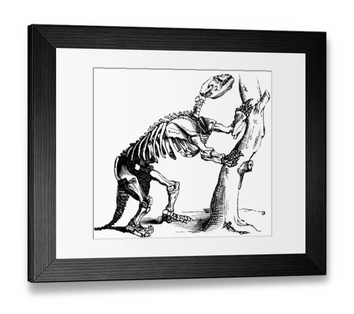 Framed Print : Prehistoric skeleton of a giant sloth, reptile, habitat in North America, occurrence up to the Pleistocene, mammal, palaeontology, tree, side view, skeleton, bones, evolution, biology, head, tail, historical illustration 1880