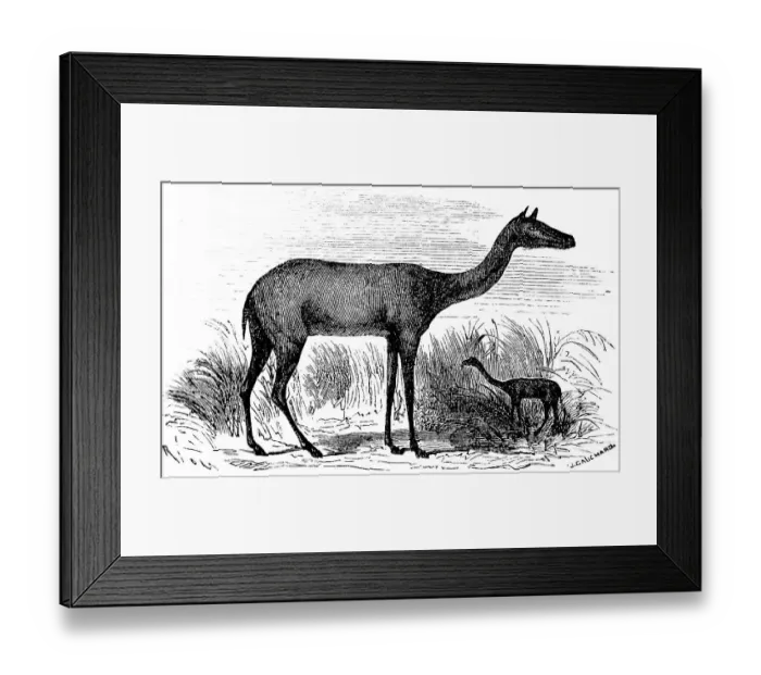 Framed Print : Prehistoric Xiphodon gracile, after Georges Cuvier, extinct mammal, lived in the Palaeogene, palaeontology, biology, evolution, historical illustration 1880 Framed Print : Prehistoric Xiphodon gracile, after Georges Cuvier, extinct mammal, lived in the Palaeogene, palaeontology, biology, evolution, historical illustration 1880