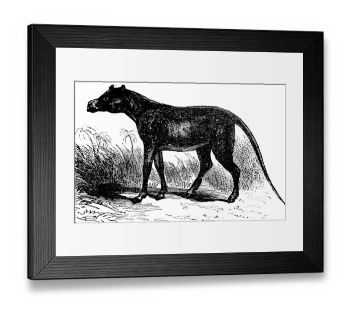 Framed Print : Anoplotherium commune, after Georges Cuvier, extinct mammal, palaeontology, biology, evolution, historical illustration 1880 Framed Print : Anoplotherium commune, after Georges Cuvier, extinct mammal, palaeontology, biology, evolution, historical illustration 1880