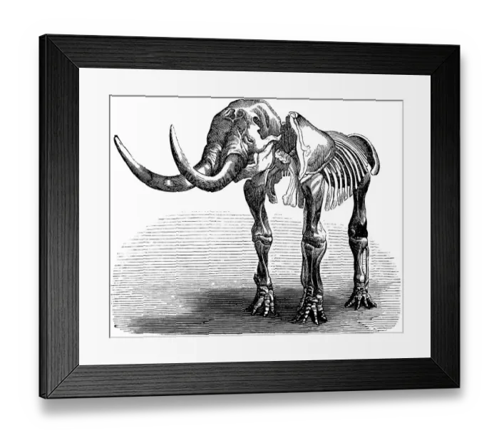 Framed Print : Skeleton of a Mastodon giganteum, palaeontology, lived from Oligocene to Pleistocene, family of proboscideans, extinct ancestor of the elephant, bones, skeleton, tusks, evolution, biology, historical illustration 1880