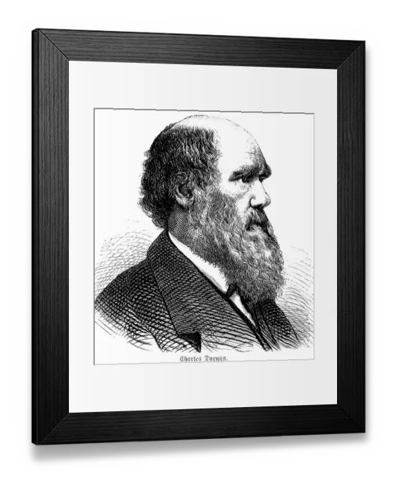 Framed Print : Portrait of the British naturalist Charles Darwin (1809, 1882) Theory of evolution on the origin of mankind, origin of species, travels around the world, writings on geology, side view, full beard, suit, historical illustration 1880
