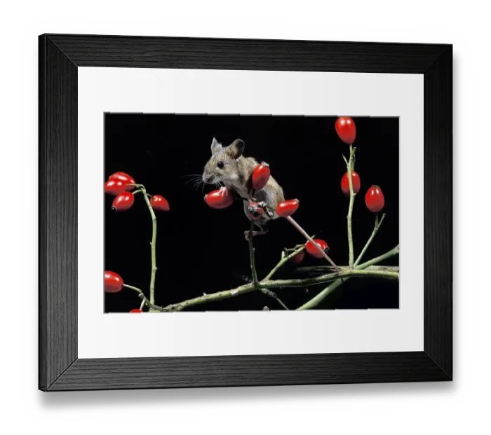 Framed Print : Yellow Necked Mouse (apodemus flavicollis), Adult standing on Rose Hip's Branch Framed Print : Yellow Necked Mouse (apodemus flavicollis), Adult standing on Rose Hip's Branch