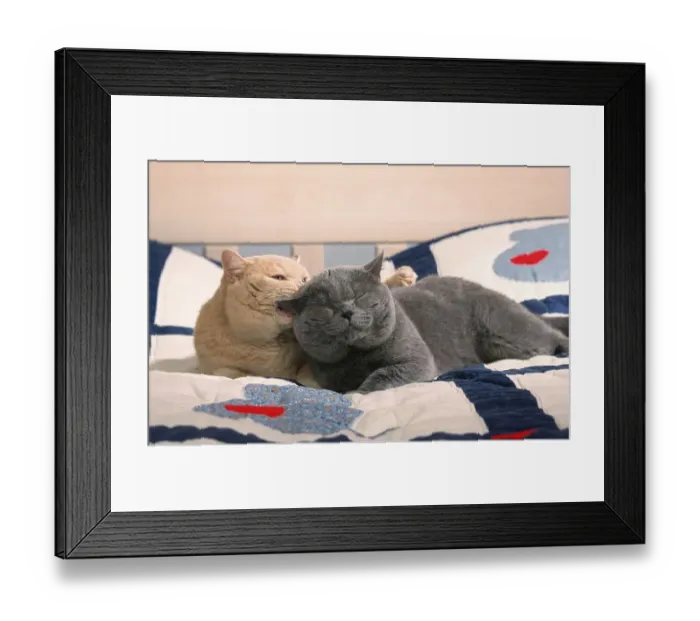 Framed Print : British Shorthair Cat, tomcats, blue and cream, on bed, British shorthair cats, tomcats, blue and cream, on bed, carthusians, mammals, mammals, animals, domestic cat, domestic animal, pet, pedigree cats, male, males, indoor, landscape, horizontal
