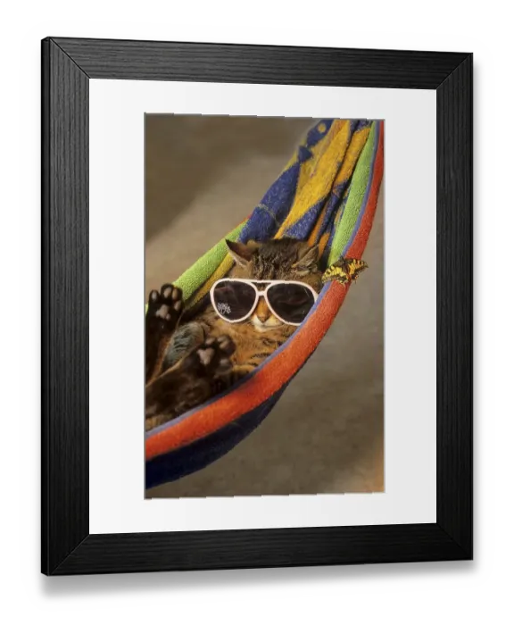 Framed Print : Cat with sunglasses in hammock, funny animal photo, butterfly Framed Print : Cat with sunglasses in hammock, funny animal photo, butterfly