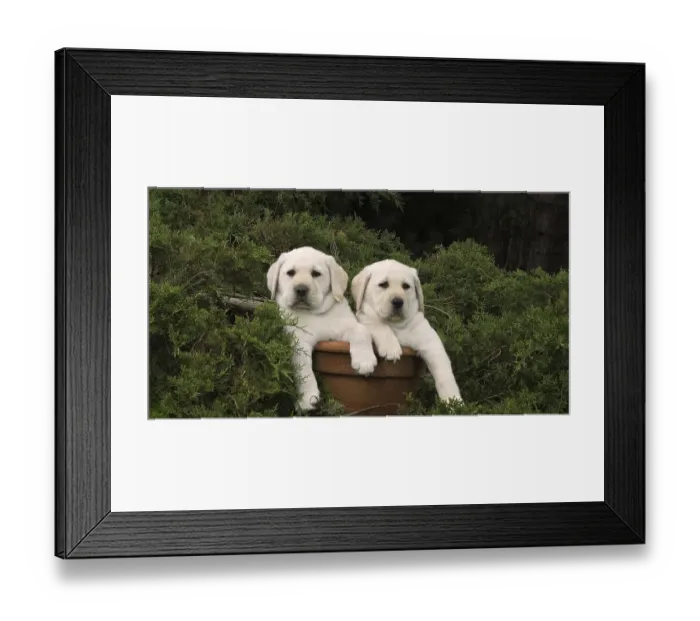 Framed Print : Yellow Labrador Retriever, Puppies Playing in a Flowerpot, Normandy