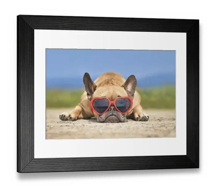 Framed Print : Lovely French Bulldog dog wearing red heart shaped sunglasses in summer