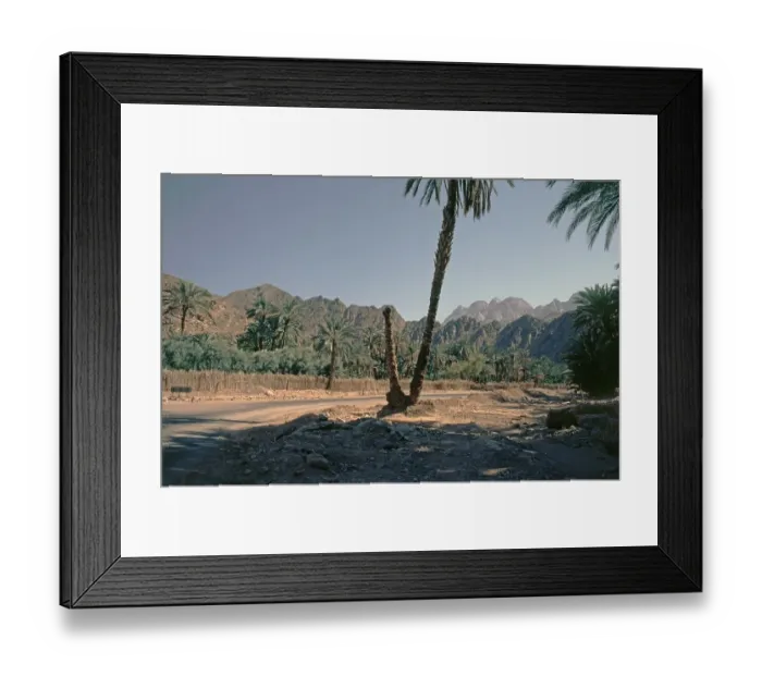 Framed Print : Palm trees, Feiran Oasis, Sinai Peninsula, Egypt, September 1989, vintage, retro, old, historical, Africa