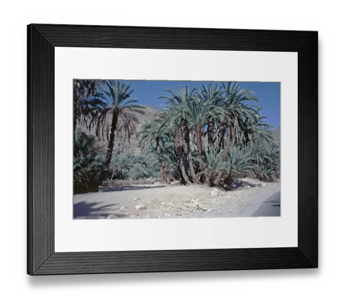 Framed Print : Palm trees, Feiran Oasis, Sinai Peninsula, Egypt, September 1989, vintage, retro, old, historical, Africa