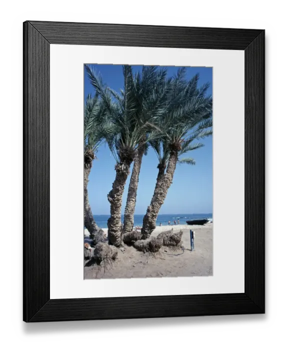 Framed Print : Palm trees, beach, Nuweiba, Sinai Peninsula, Egypt, September 1989, vintage, retro, old, historical, Africa
