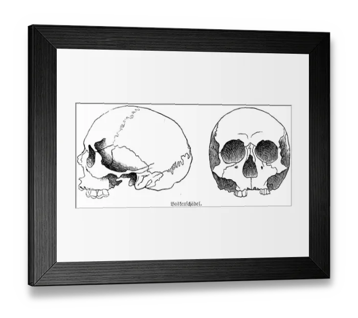 Framed Print : Skull of a Basque from the Iberian Peninsula, a half-length skull or mesocephal, front and side view, teeth, eye sockets, skullcap, anthropology, archaeology, history of mankind, Spain, historical illustration 1880, Europe Framed Print : Skull of a Basque from the Iberian Peninsula, a half-length skull or mesocephal, front and side view, teeth, eye sockets, skullcap, anthropology, archaeology, history of mankind, Spain, historical illustration 1880, Europe