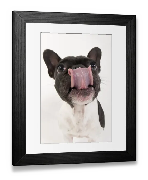 Framed Print : French Bulldog