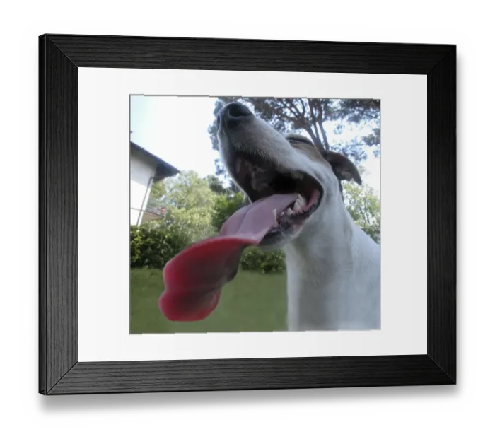Framed Print : Tongue of a Jack Russell Terrier, Germany, Europe