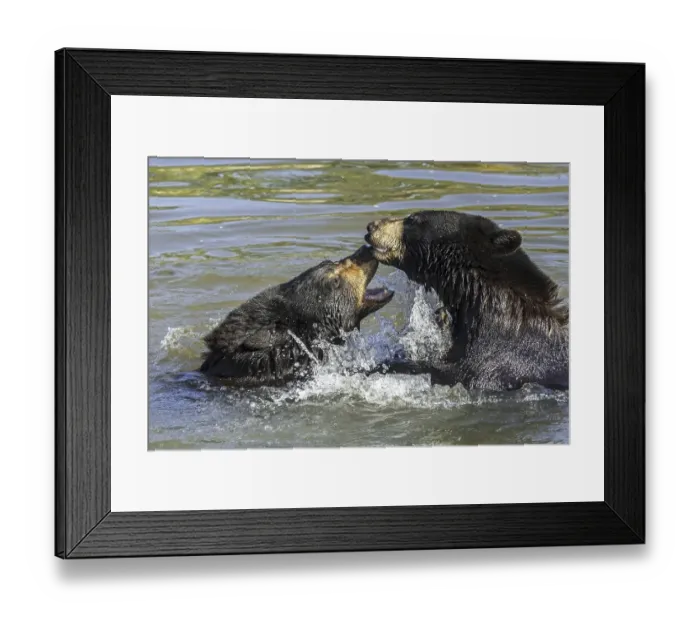 Framed Print : Two American black bears (Ursus americanus) play fighting, playfighting, playing and splashing in water of pond