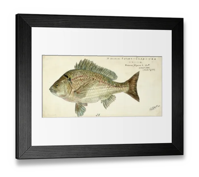 Framed Print : Southern black bream, Acanthopagrus butcheri, black Bream, fish, reproduction of an original, by Frank Edward Clarke (born 1849, died 1899), ichthyologist and scientific draughtsman