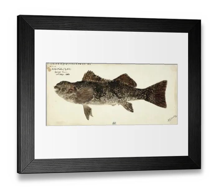 Framed Print : Marblefish or southern seacarp, Aplodactylus arctidens, the marblefish or southern seacarp, fish, reproduction of an original, by Frank Edward Clarke (b. 1849, d. 1899), ichthyologist and scientific draughtsman