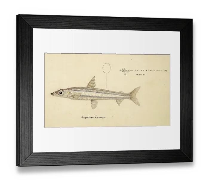 Framed Print : Fish species from the Argentinidae family, Argentina elongata, a species of fish in the family Argentinidae, Fish, reproduction of an original, by Frank Edward Clarke (b. 1849, d. 1899), ichthyologist and scientific draughtsman