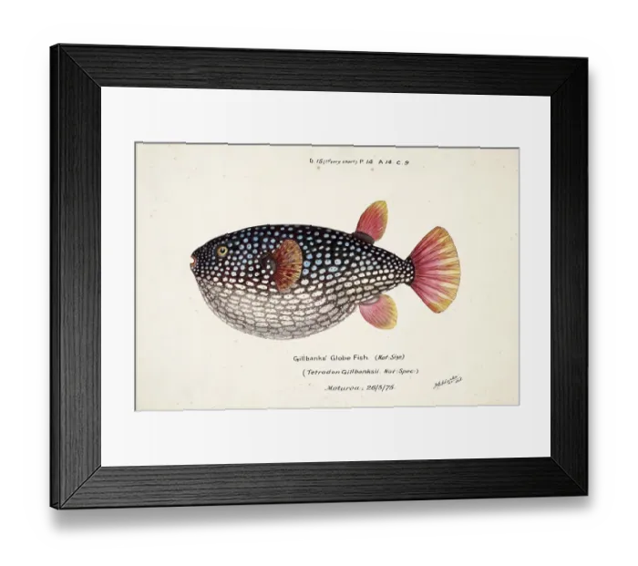 Framed Print : Pufferfish species from the family Tetraodontidae, Arothron gillbanksi, Tetrodon gillbanksii, Bank's Globe Fish, fish, reproduction of an original, by Frank Edward Clarke (b. 1849, d. 1899), ichthyologist and scientific draughtsman Framed Print : Pufferfish species from the family Tetraodontidae, Arothron gillbanksi, Tetrodon gillbanksii, Bank's Globe Fish, fish, reproduction of an original, by Frank Edward Clarke (b. 1849, d. 1899), ichthyologist and scientific draughtsman