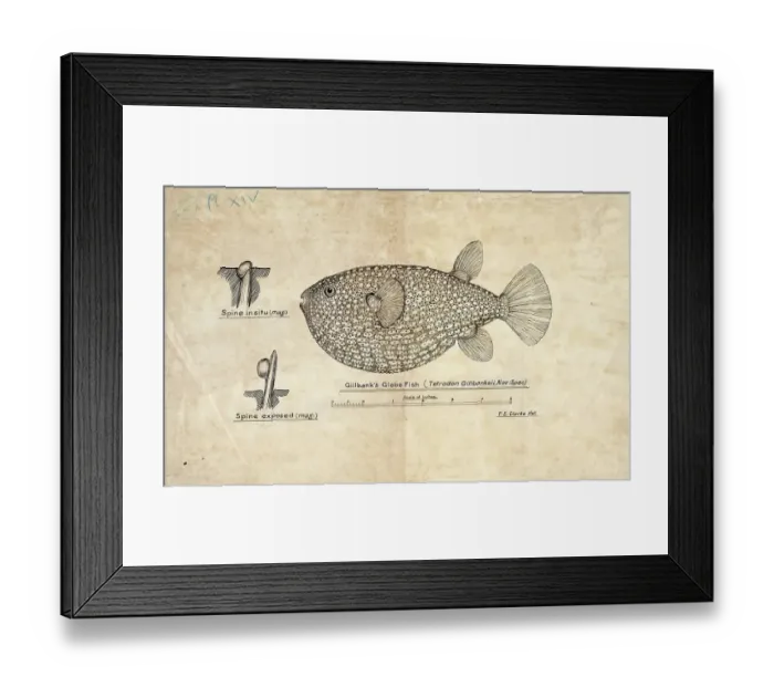 Framed Print : Pufferfish species from the family Tetraodontidae, Arothron gillbanksi, Tetrodon gillbanksii, Bank's Globe Fish, fish, reproduction of an original, by Frank Edward Clarke (b. 1849, d. 1899), ichthyologist and scientific draughtsman