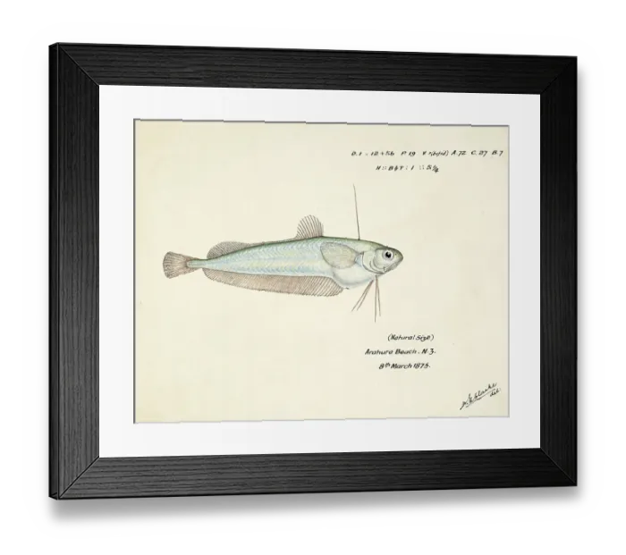 Framed Print : Ahuru, a species of cod, Auchenoceros punctatus, the Ahuru, fish, reproduction of an original, by Frank Edward Clarke (b. 1849, d. 1899), ichthyologist and scientific draughtsman