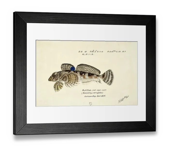 Framed Print : Thornfish, Bovichtus variegatus, thornfish, fish, reproduction of an original, by Frank Edward Clarke (b. 1849, d. 1899), ichthyologist and scientific draughtsman Framed Print : Thornfish, Bovichtus variegatus, thornfish, fish, reproduction of an original, by Frank Edward Clarke (b. 1849, d. 1899), ichthyologist and scientific draughtsman