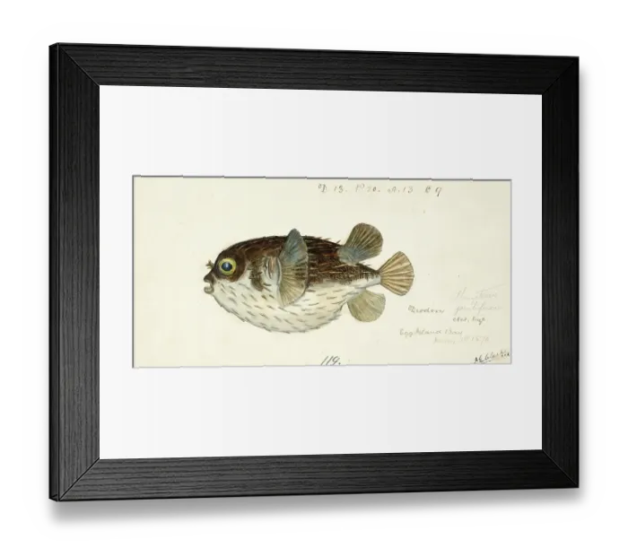 Framed Print : Diodon Orbicularis, spiny fish, balloon fish, fish, reproduction of an original, by Frank Edward Clarke (b. 1849, d. 1899), ichthyologist and scientific draughtsman Framed Print : Diodon Orbicularis, spiny fish, balloon fish, fish, reproduction of an original, by Frank Edward Clarke (b. 1849, d. 1899), ichthyologist and scientific draughtsman